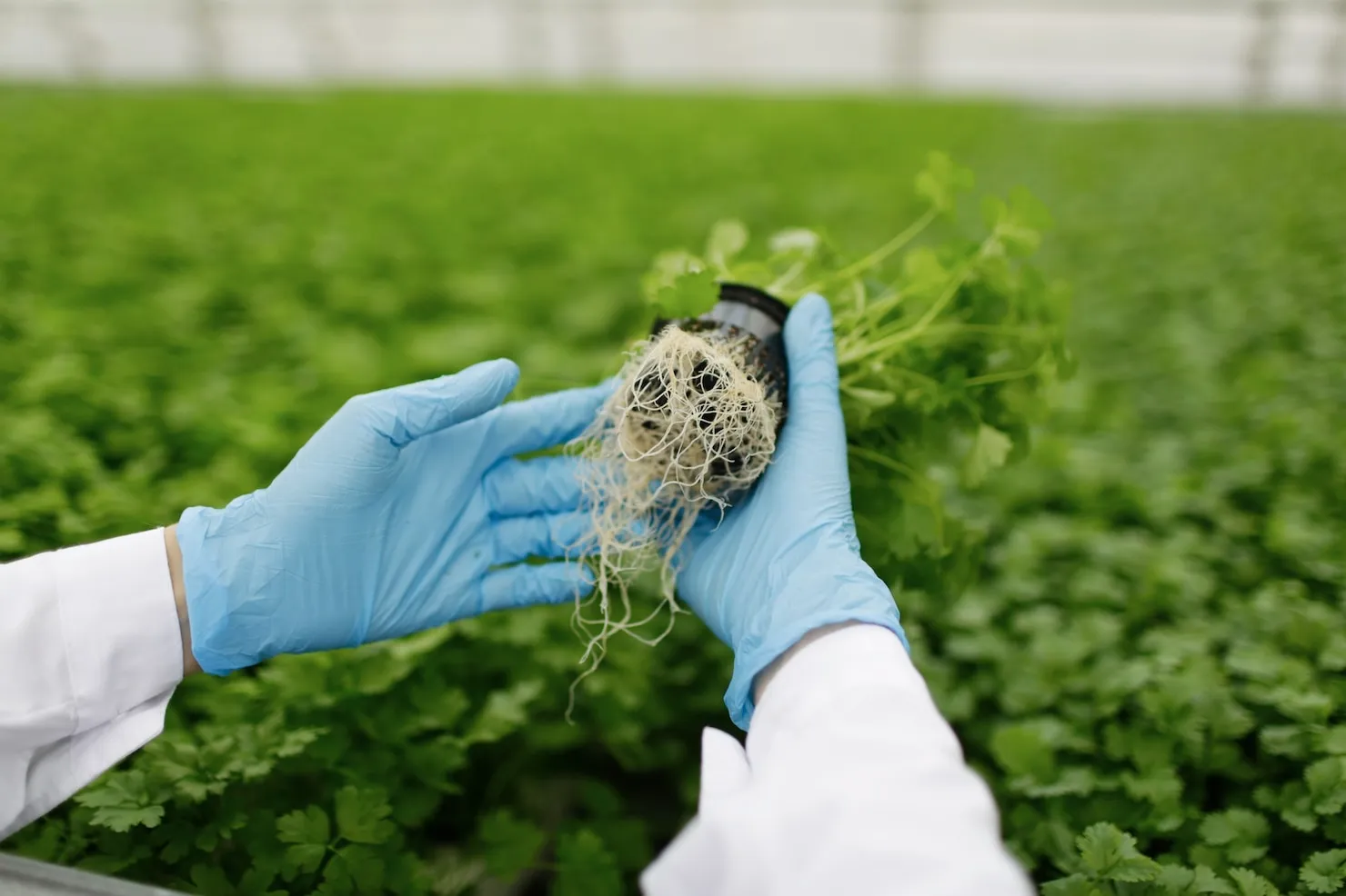 1739858653plants being planted greenhousewebp