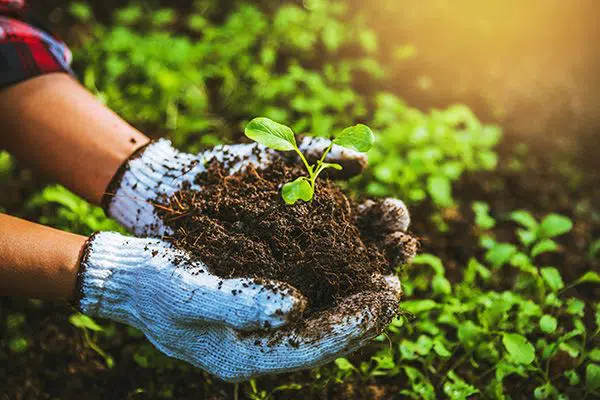 btb blog organic