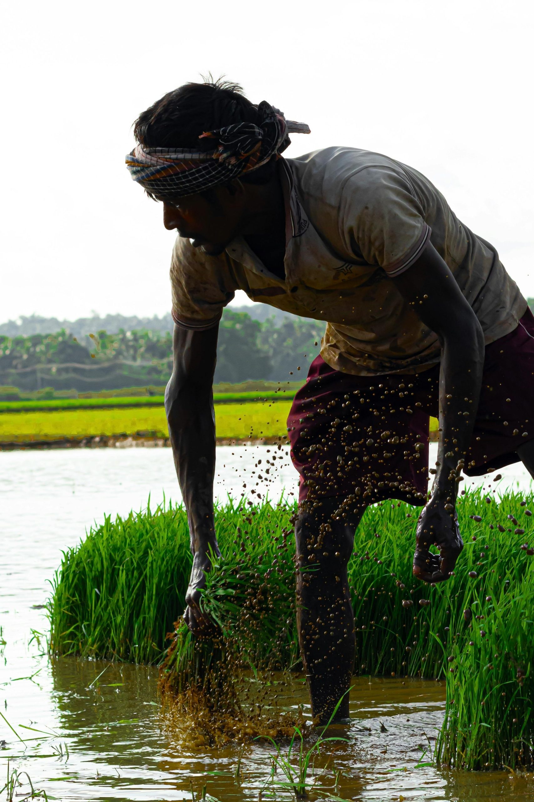 free photo of indian farmer working in paddy field